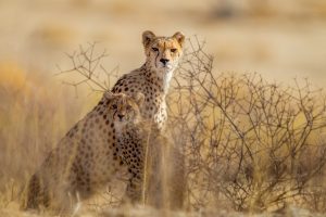 beautiful-cheetahs-plants-middle-desert_181624-6329