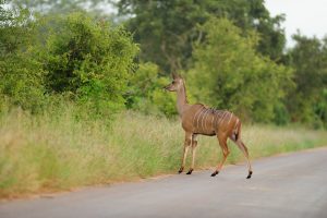 A beautiful deer on a road surrounded by grass covered fields and trees