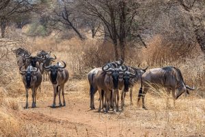 beautiful-shot-group-african-wildebeests-grassy-plain_181624-27243