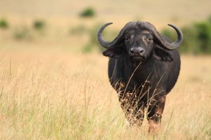 A big black buffalo on the fields covered with tall grass captured in the African jungles