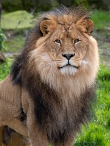 A closeup shot of a male lion in the jungle during daytime