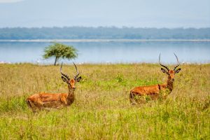 closeup-shot-two-antelopes-greenery-with-lake_181624-24168