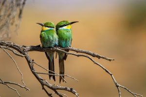 closeup-shot-two-bee-eaters-perched-tree-branch_181624-46190