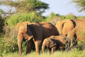 Several elephants standing next to each other on a green field in Kenya, Africa