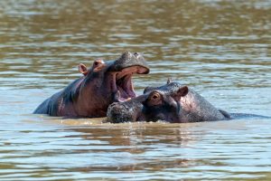 hippo-family-river_167946-42