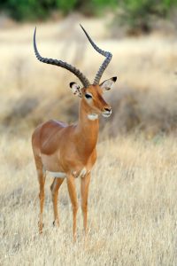 impala-savannah_167946-146