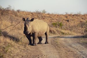 indian-rhinoceros-south-africa_181624-25986