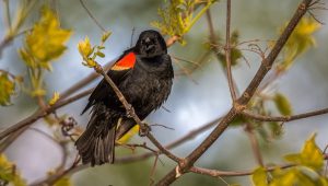 red-winged-blackbird_181624-23077