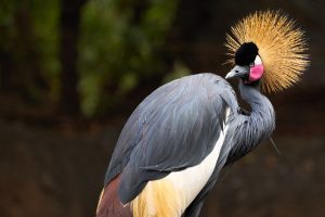 selective-focus-shot-beautiful-black-crowned-crane-zoo-valencia-spain_181624-49355