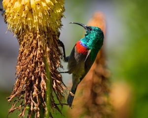 southern-doublecollared-sunbird-feeding-red-hot-poker-flower_181624-58586