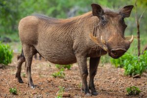 warthog-its-natural-environment_181624-48605