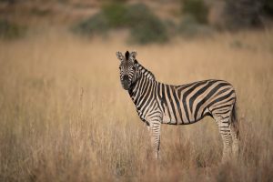 A zebra standing in a dry grassy field while looking at the camera